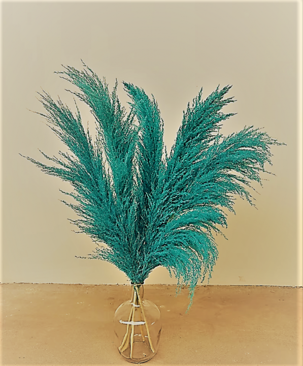 Džiovintų smilgų puokštė (PAMPAS GRASS), TURKIO, 120 cm, 5 vnt.